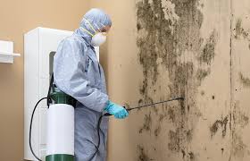 Best Asbestos and Lead Testing During Mold Inspection in Pagedale, MO